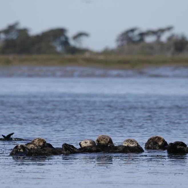 Group seeks reintroduction of sea otters along West Coast